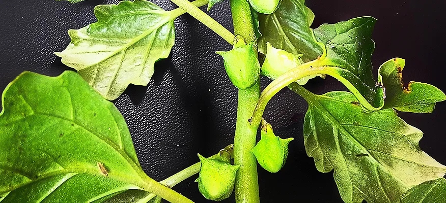 Gokshura: Unveiling the Health Benefits of this Powerful Herb